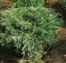   ''
 Juniperus horizontalis   'Hughes'